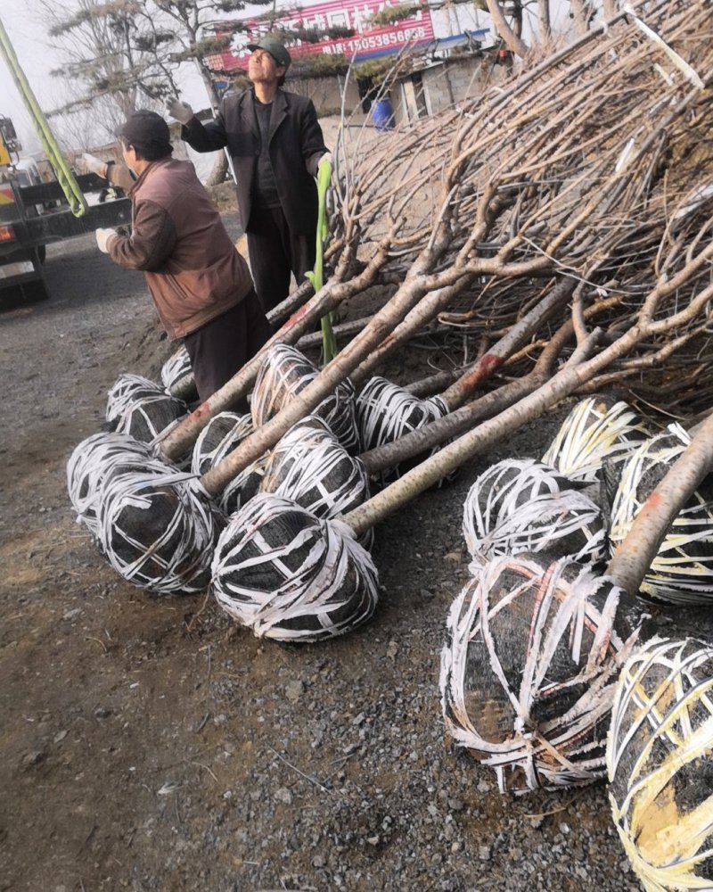 樱花装车8厘米以上晚樱关岛红叶樱花苗长的慢3厘米