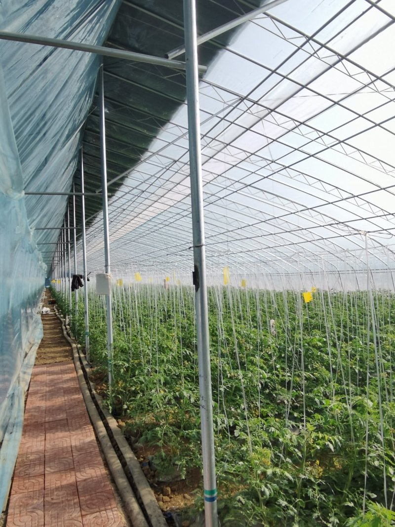 温室建设，蔬菜大棚，钢架大棚，温室厂家，大棚建设。