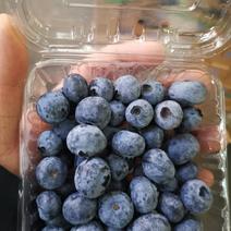 基地蓝莓大量供货中