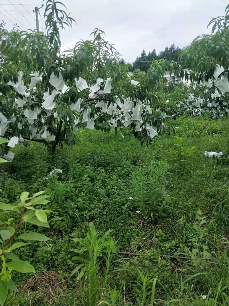 桃子嫁接苗、多个品种、基地直供、品质保证、现挖现买