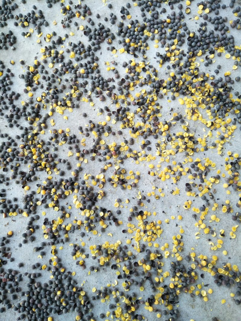 汉中油菜籽，油色金黄，全脂含油41，水份8点，香味浓郁。