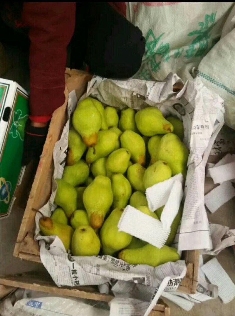 贵妃梨大量货源，质量好口感甜需要的在一亩田