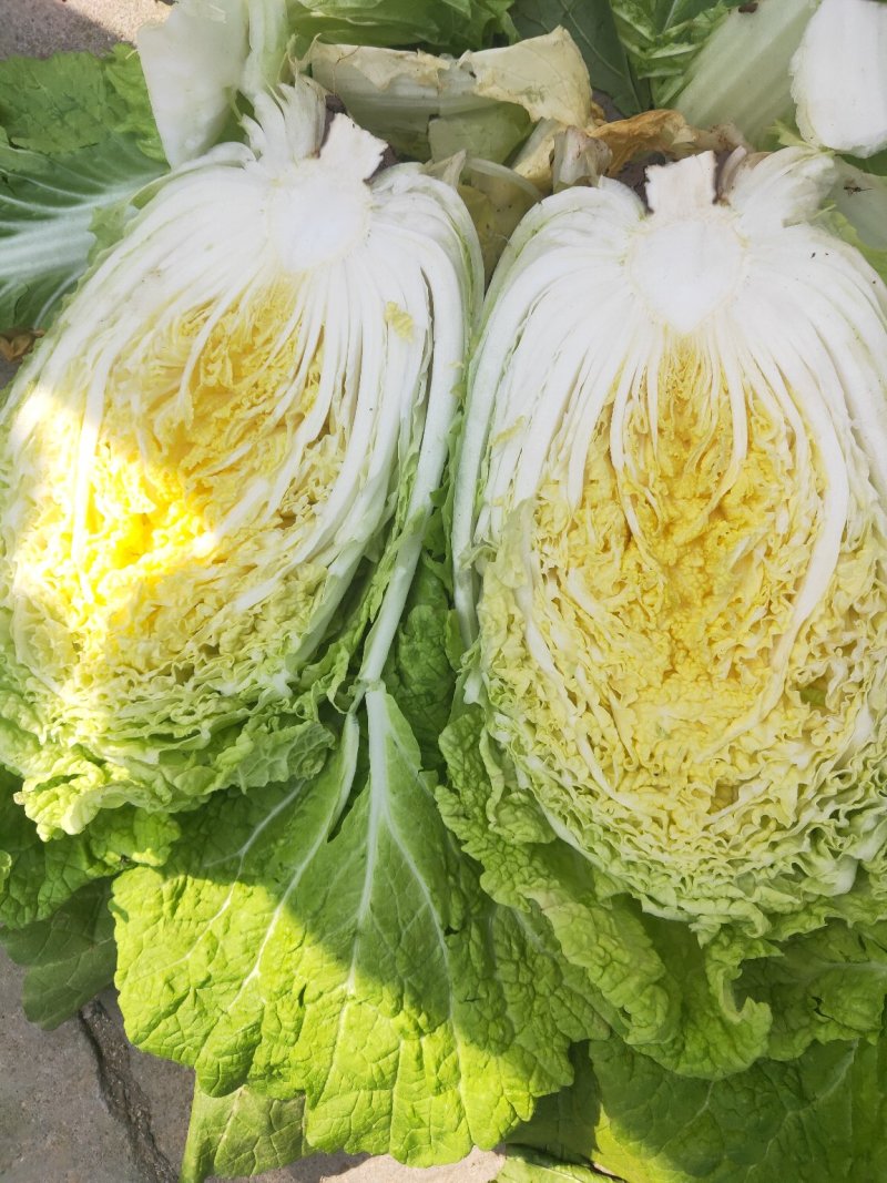 兰陵县春季黄心大白菜，无虫眼，无烧心，产地直发一条龙服务