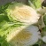 兰陵县春季黄心大白菜,无虫眼,无烧心,产地直发一条龙服务