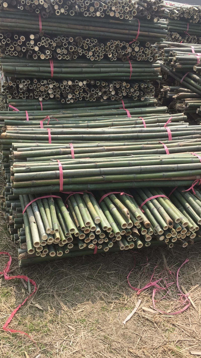 绿化苗木支撑竹杆、各类树木加固
