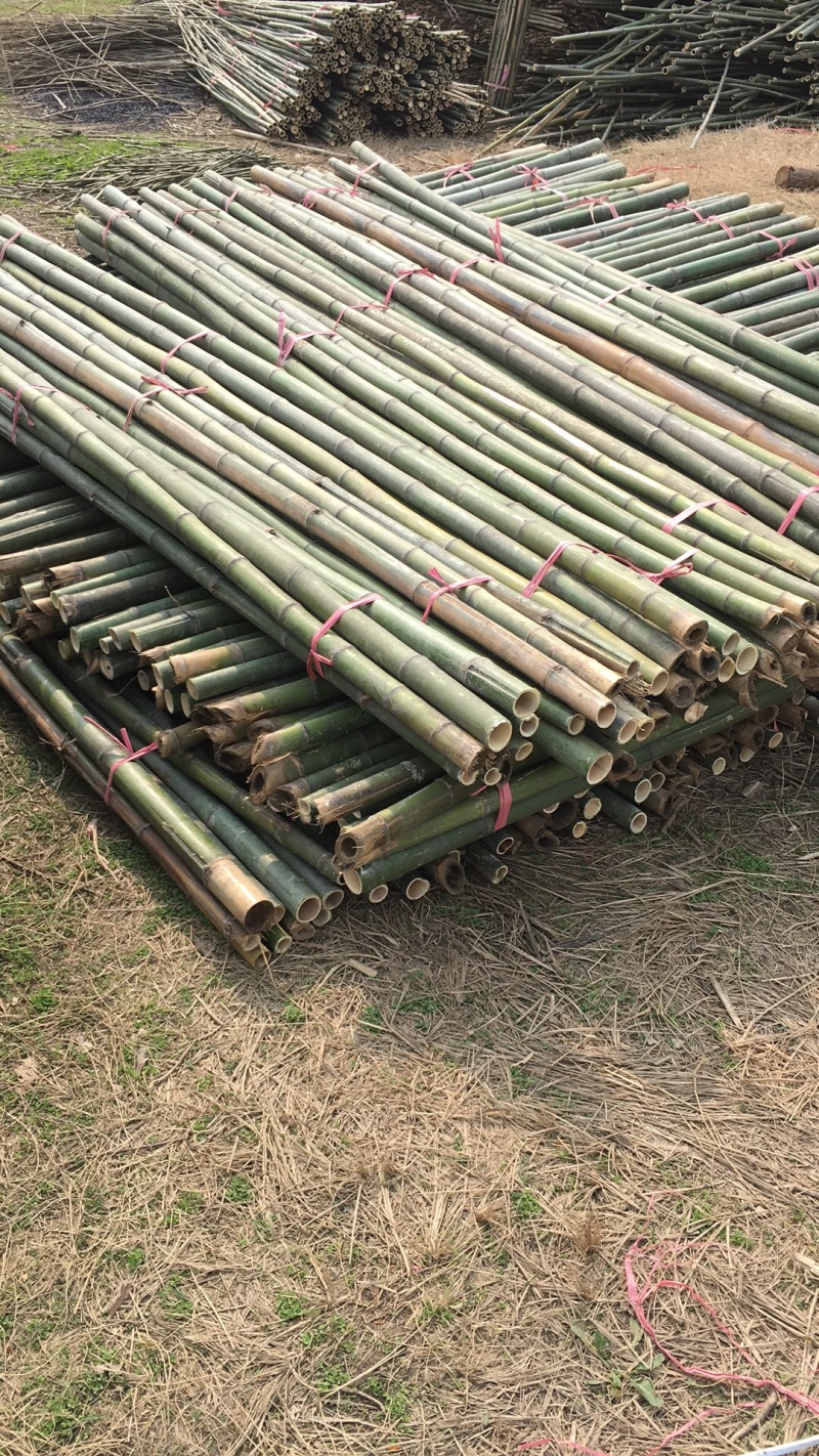 绿化苗木支撑竹杆、各类树木加固