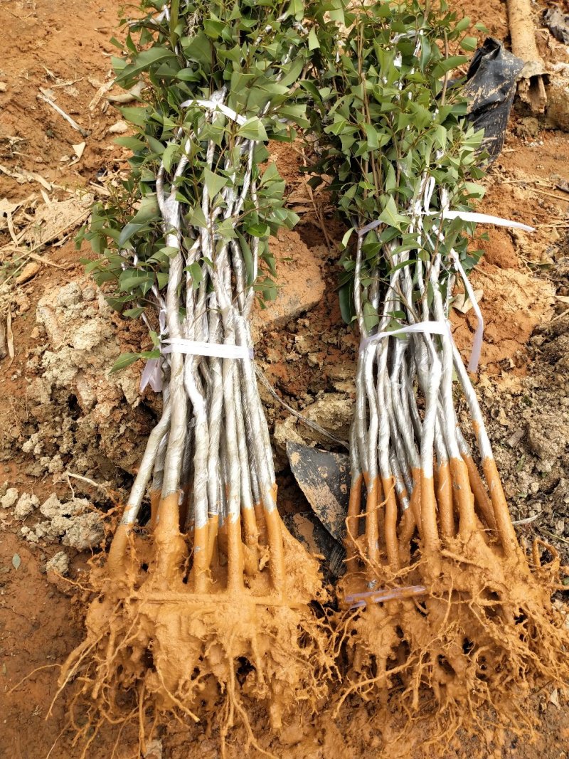 A4无核荔枝苗桂味荔枝苗妃子笑荔枝苗仙进奉荔枝苗包邮