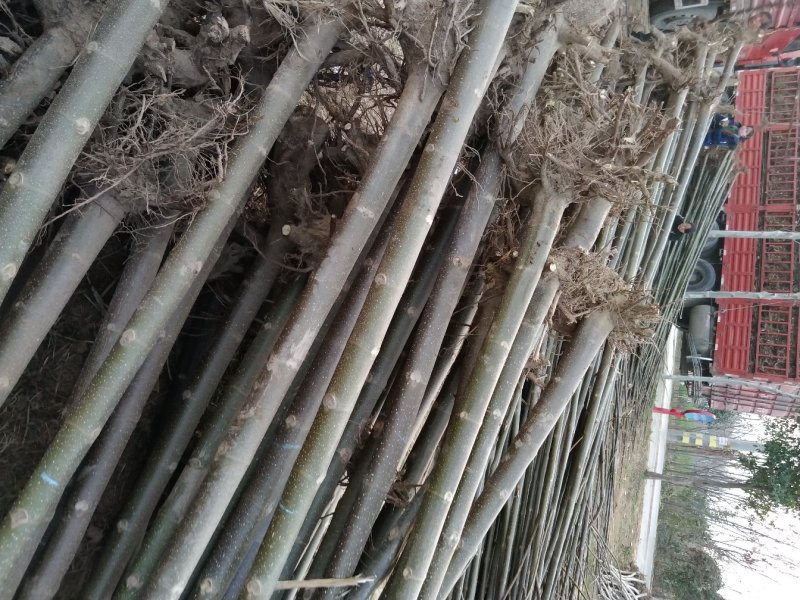 桐树苗泡桐树苗500亩基地直供价格优惠