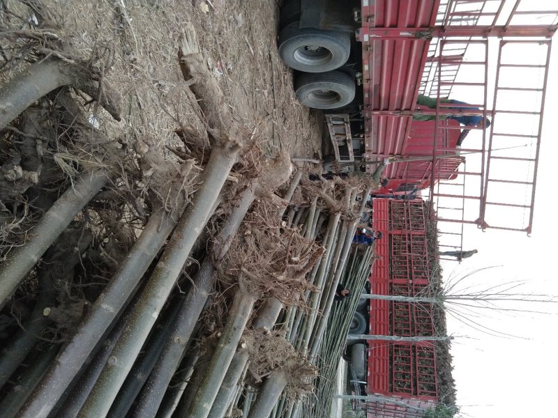 桐树苗泡桐树苗500亩基地直供价格优惠