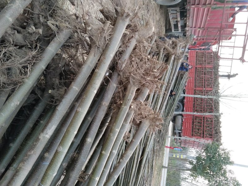 桐树苗泡桐树苗500亩基地直供价格优惠