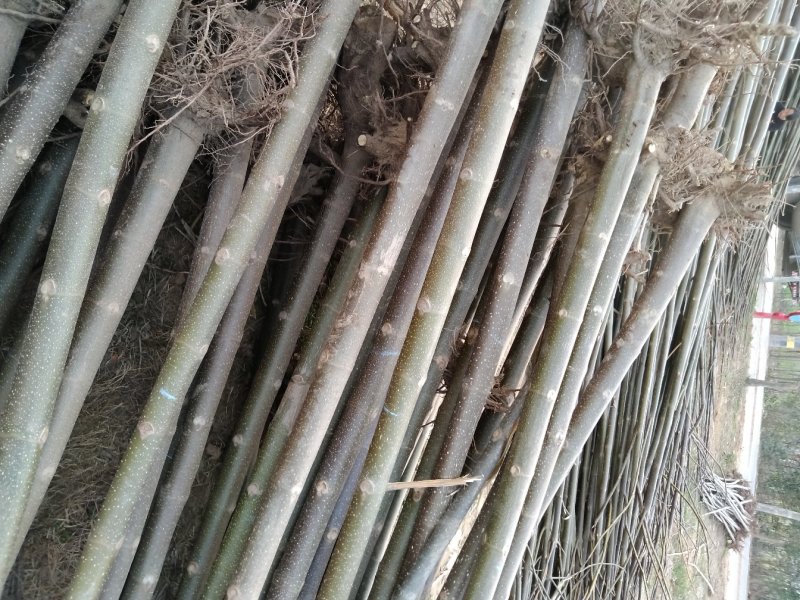 桐树苗泡桐树苗500亩基地直供价格优惠