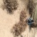 桐树苗泡桐树苗500亩基地直供价格优惠