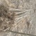 桐树苗泡桐树苗500亩基地直供价格优惠