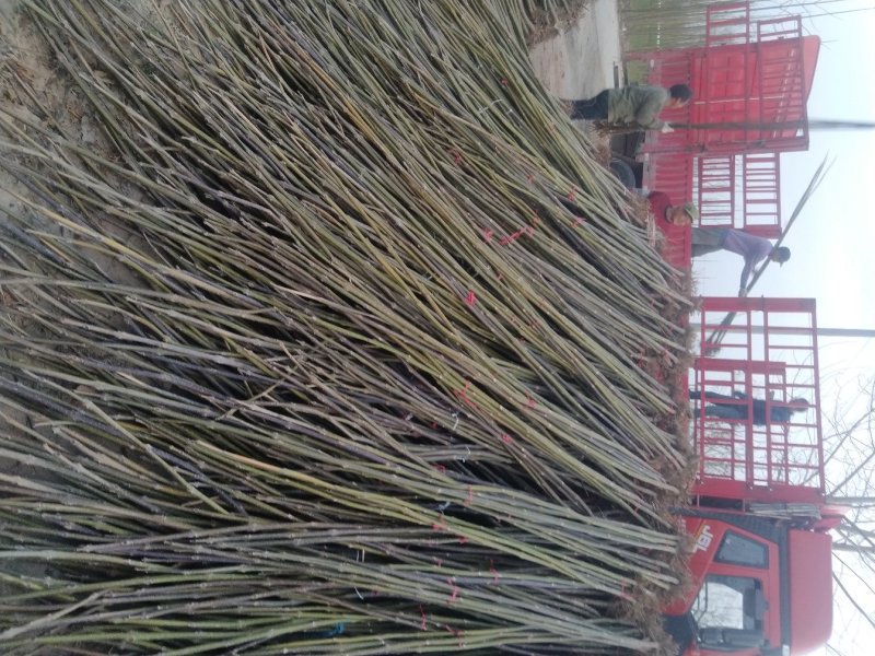 桐树苗泡桐树苗500亩基地直供价格优惠