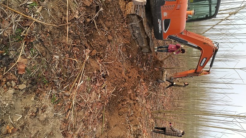 桐树苗泡桐树苗500亩基地直供价格优惠