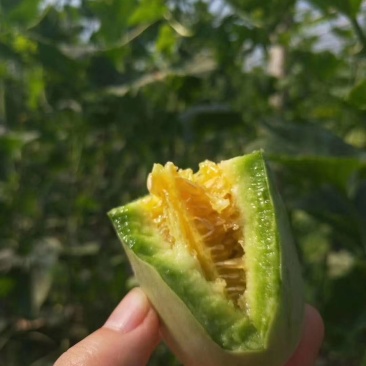 山东羊角蜜瓜看得见的甜脆