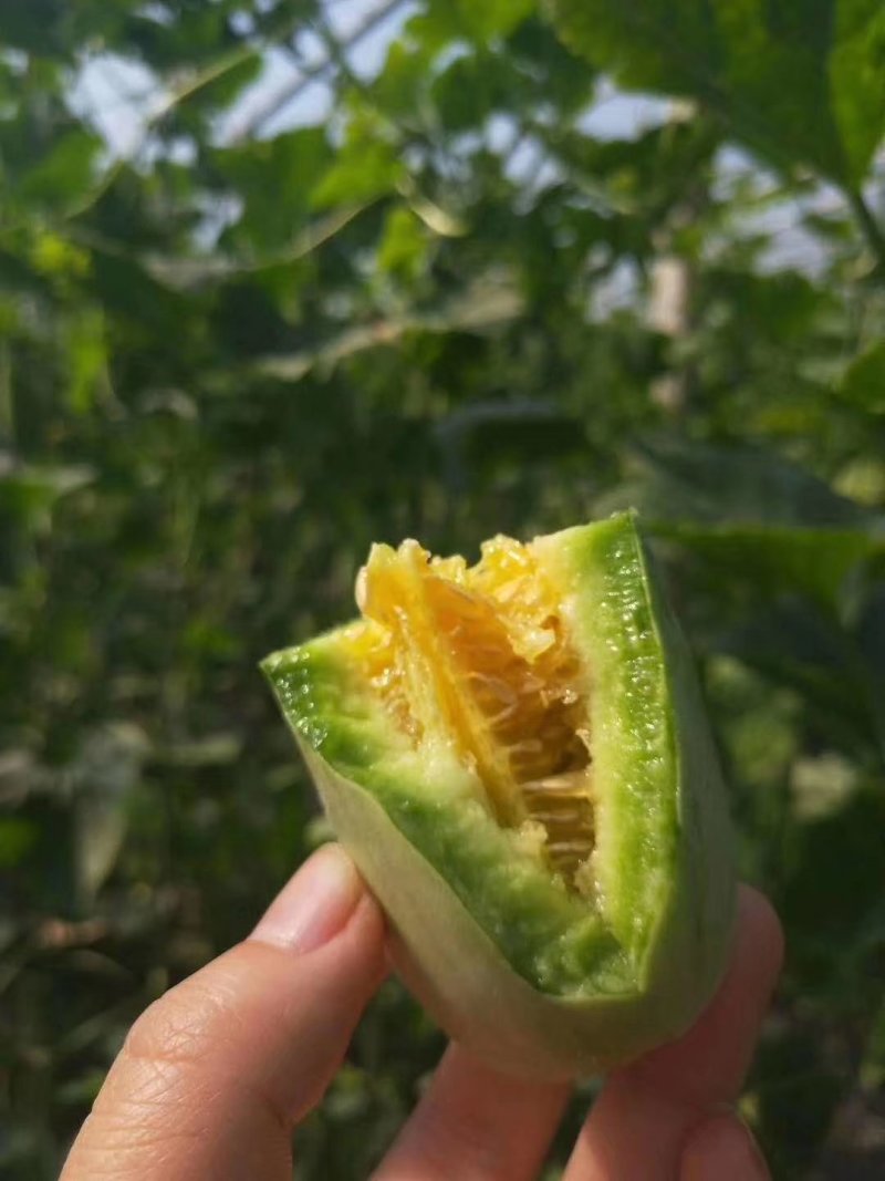 山东羊角蜜瓜看得见的甜脆