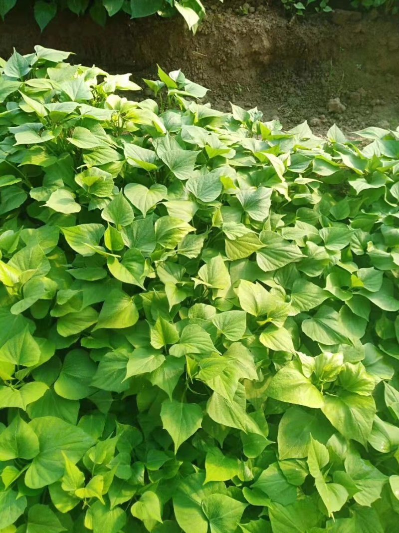868红薯苗豫薯868红薯苗868地瓜苗包回收豫薯苗