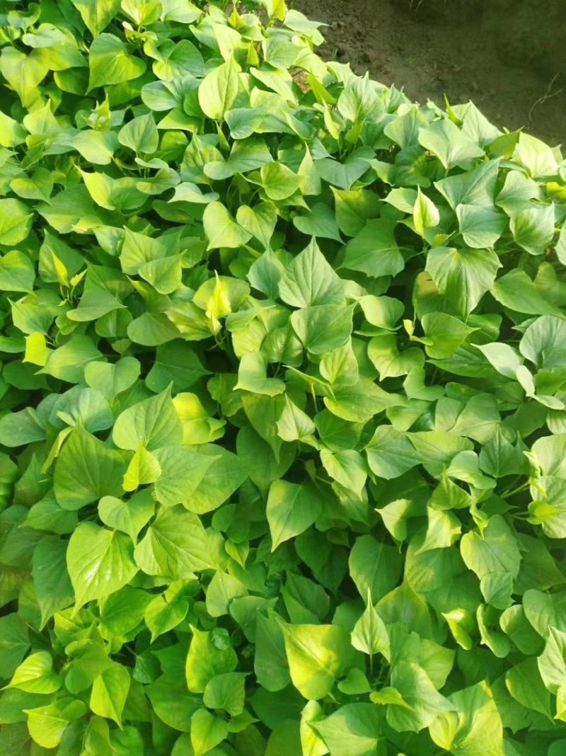 868红薯苗豫薯868红薯苗868地瓜苗包回收豫薯苗