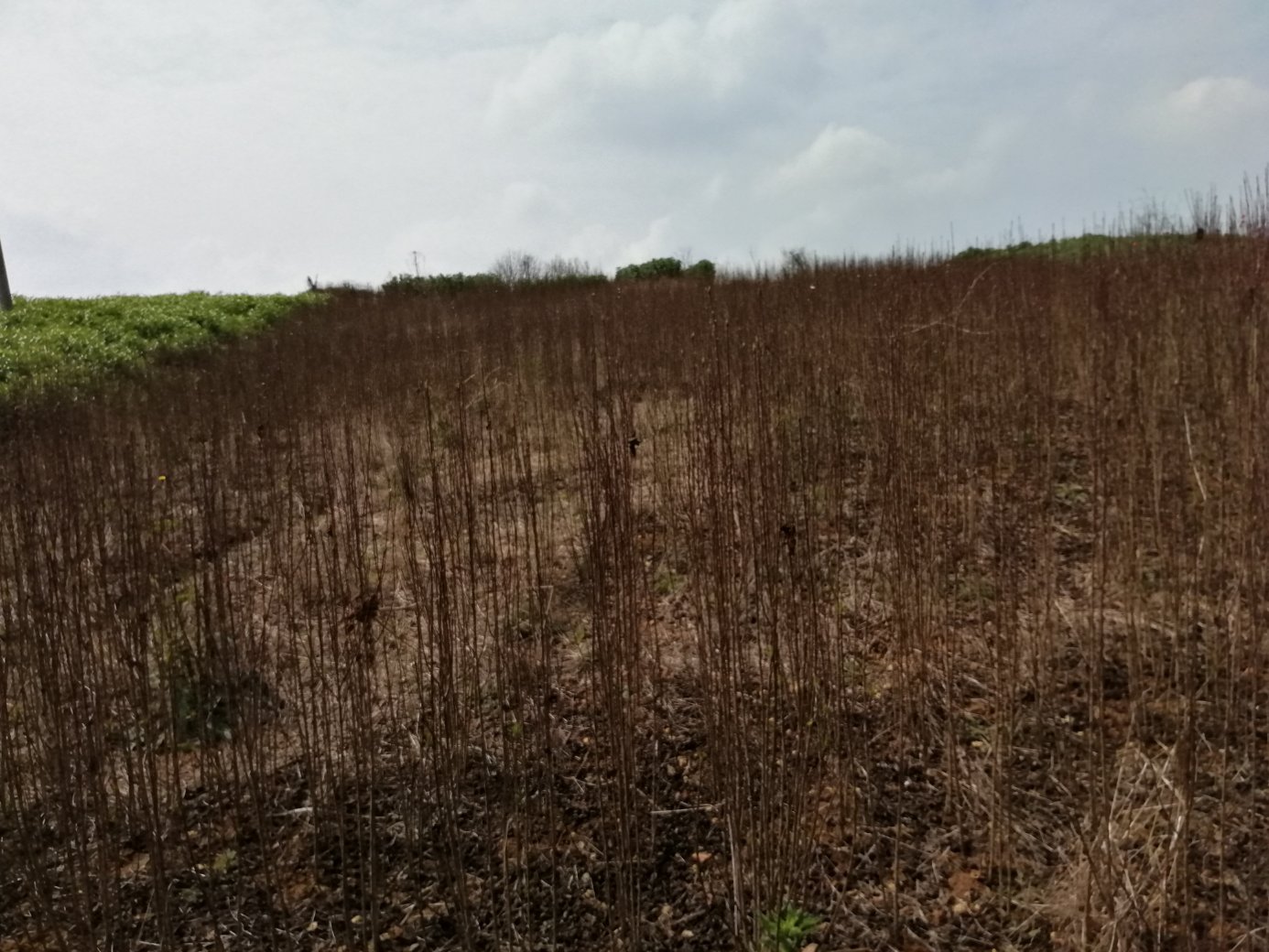 三华李子苗展示