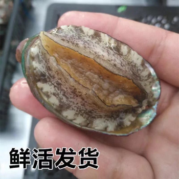 新鲜小鲍鱼活体发货小鲍鱼