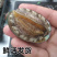 新鲜小鲍鱼活体发货小鲍鱼