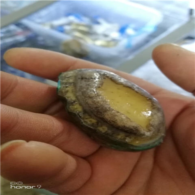 新鲜小鲍鱼活体发货小鲍鱼