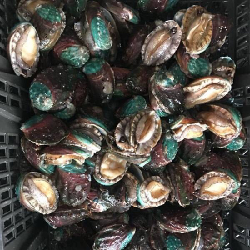 新鲜小鲍鱼活体发货小鲍鱼