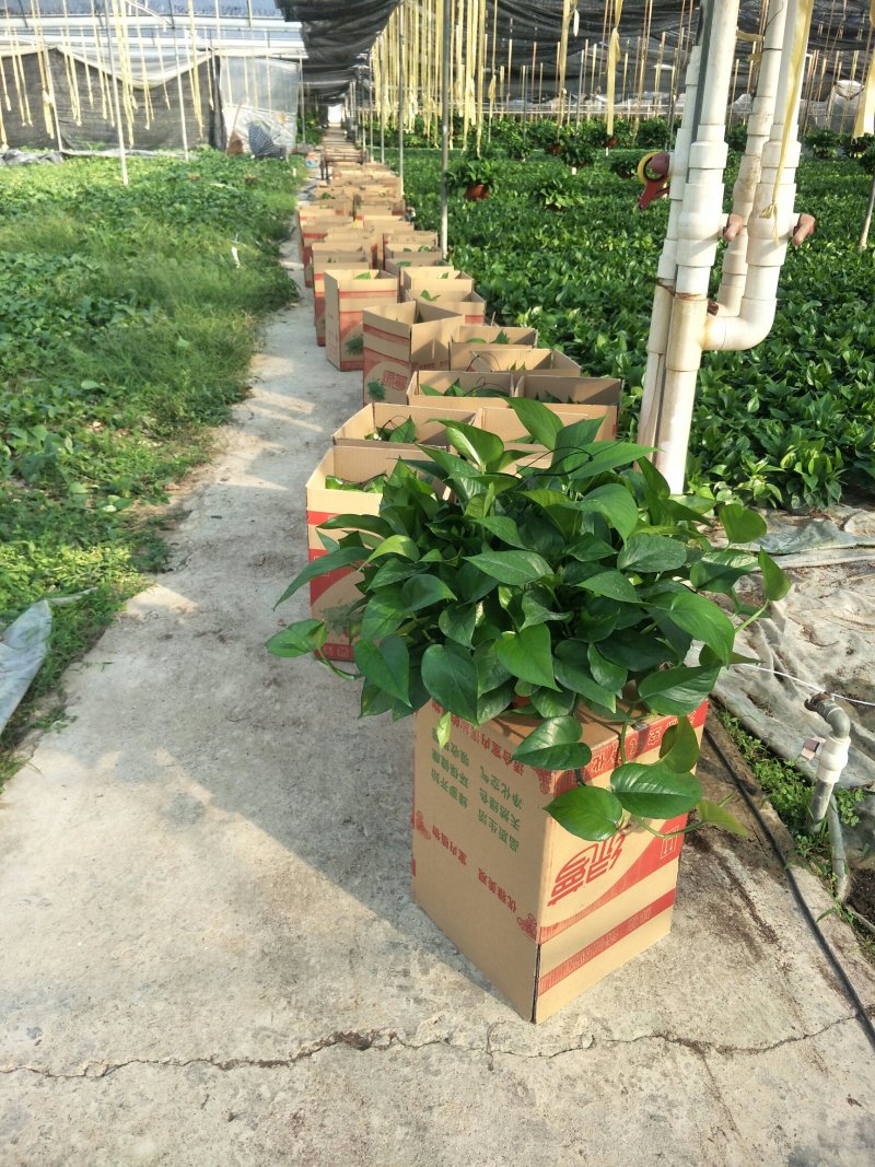 绿萝360#AAA级货短腾不包邮发物流