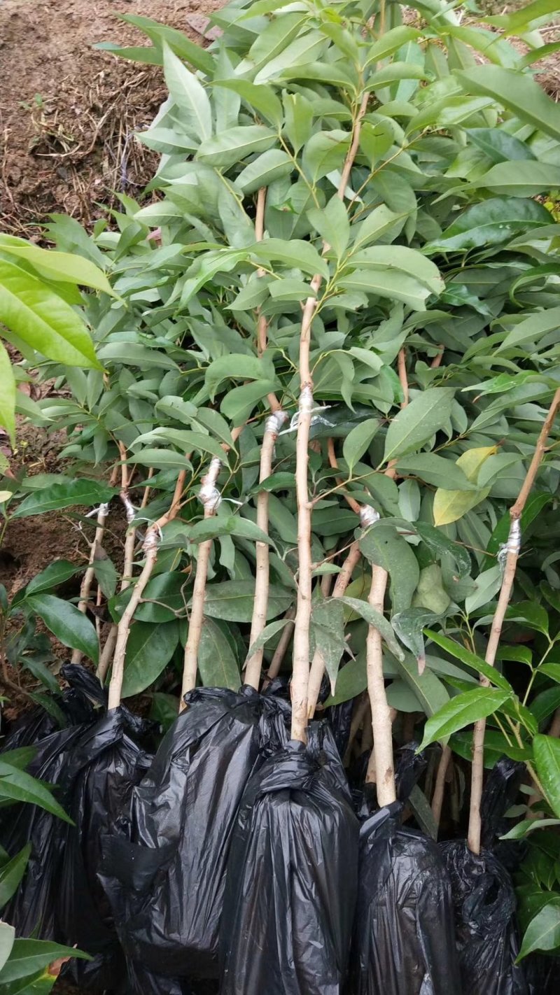 苗场直发妃子笑荔枝苗嫁接苗技术指导各种规格欢迎来电