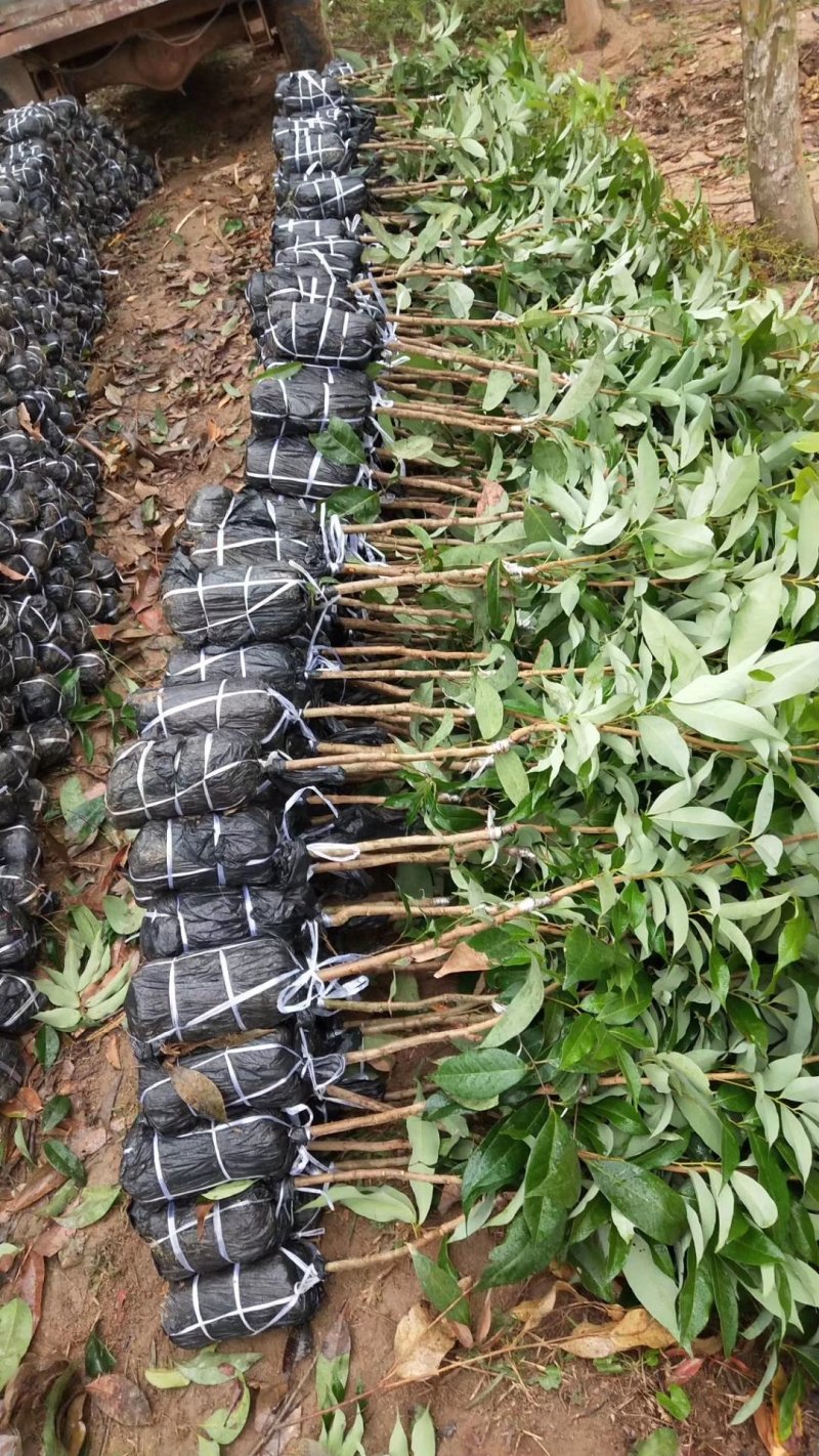 苗场直发妃子笑荔枝苗嫁接苗技术指导各种规格欢迎来电