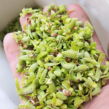 初春野生鲜嫩柳芽，免费包邮，大量上市，从优量大