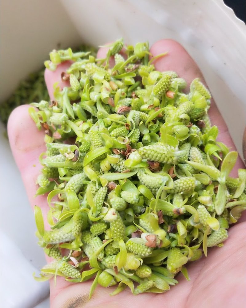 初春野生鲜嫩柳芽，免费包邮，大量上市，从优量大