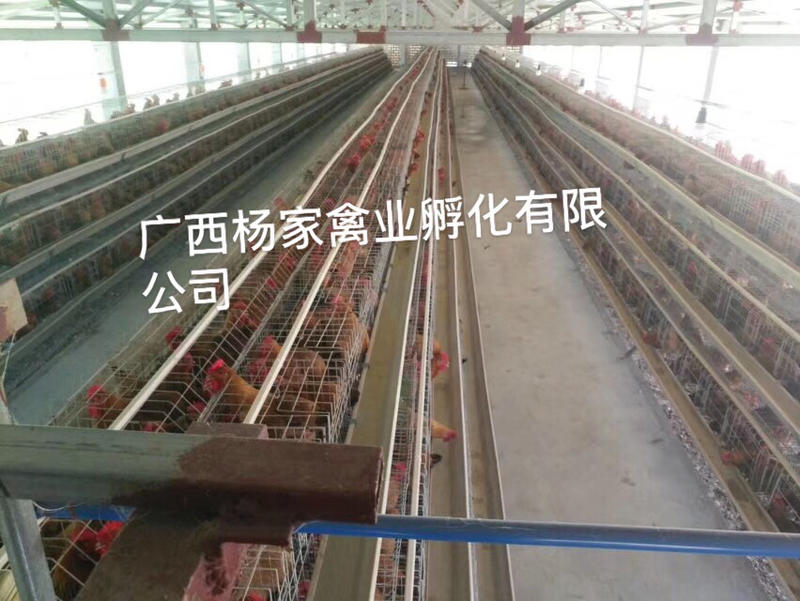 广东胡须鸡苗土鸡苗厂家直发规格齐全提供技术指导