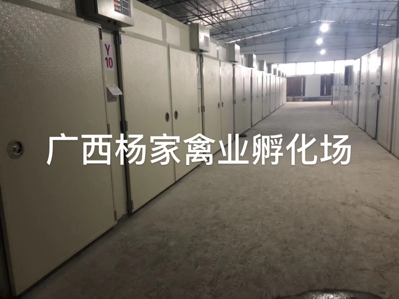 广东胡须鸡苗土鸡苗厂家直发规格齐全提供技术指导