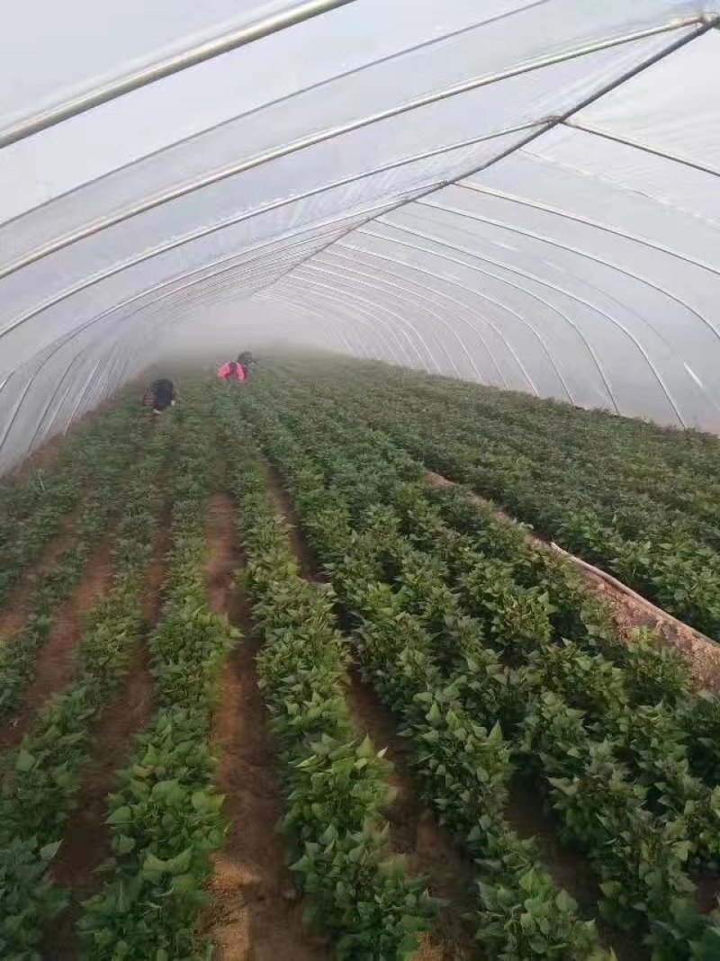 徐薯苗徐薯18号苗徐薯22苗徐薯18地瓜苗徐薯18红薯苗