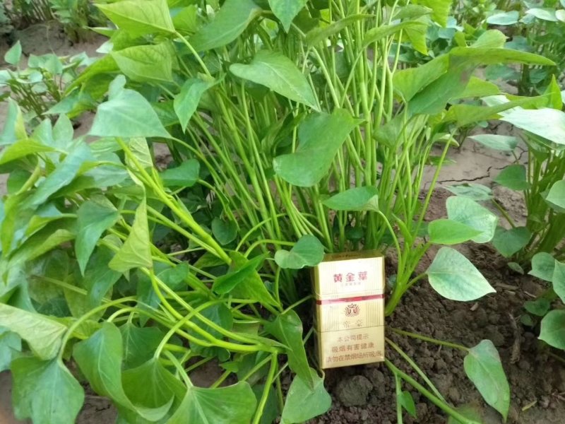 徐薯苗徐薯18号苗徐薯22苗徐薯18地瓜苗徐薯18红薯苗