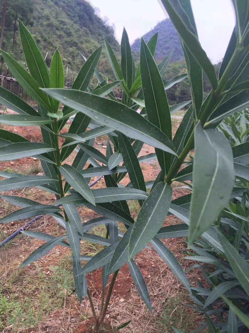 夹竹桃杯苗高度50-100厘米，价格面议详谈