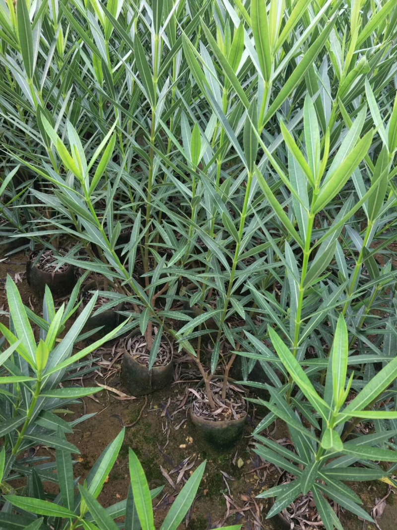 夹竹桃杯苗高度50-100厘米，价格面议详谈