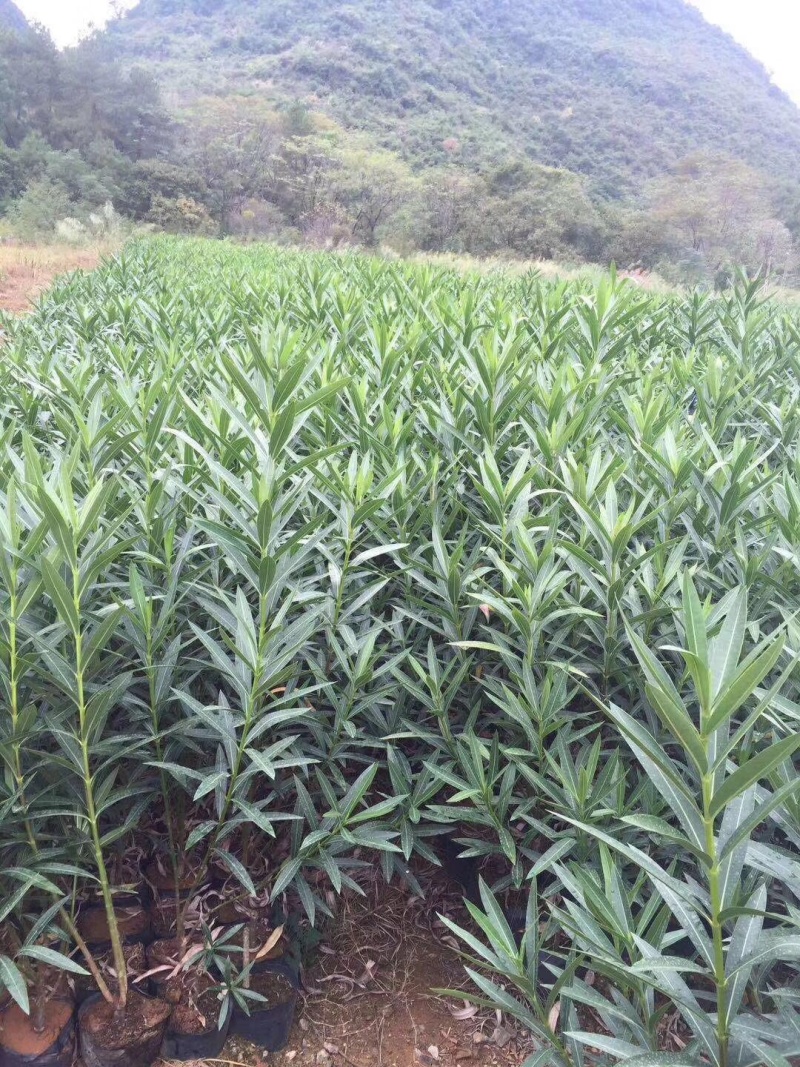 夹竹桃杯苗高度50-100厘米，价格面议详谈