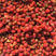 红豆杉种子红豆杉种子红豆杉种子红豆杉种子