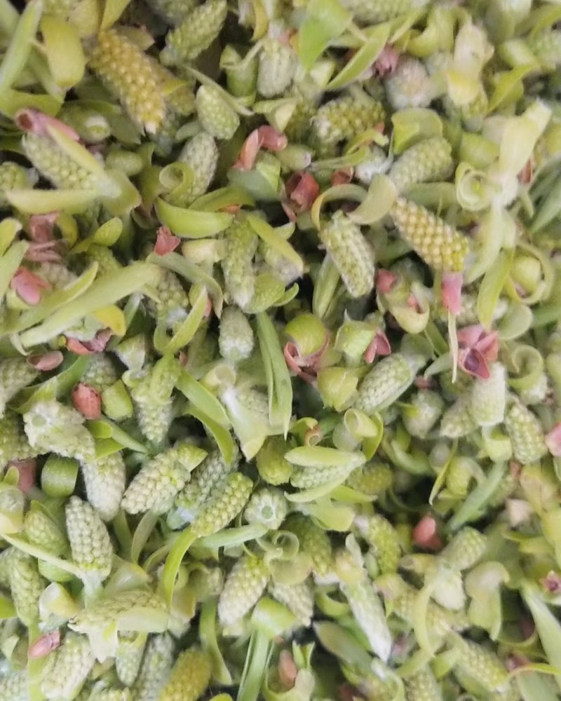 初春野生鲜嫩柳芽，免费包邮，大量上市，从优量大