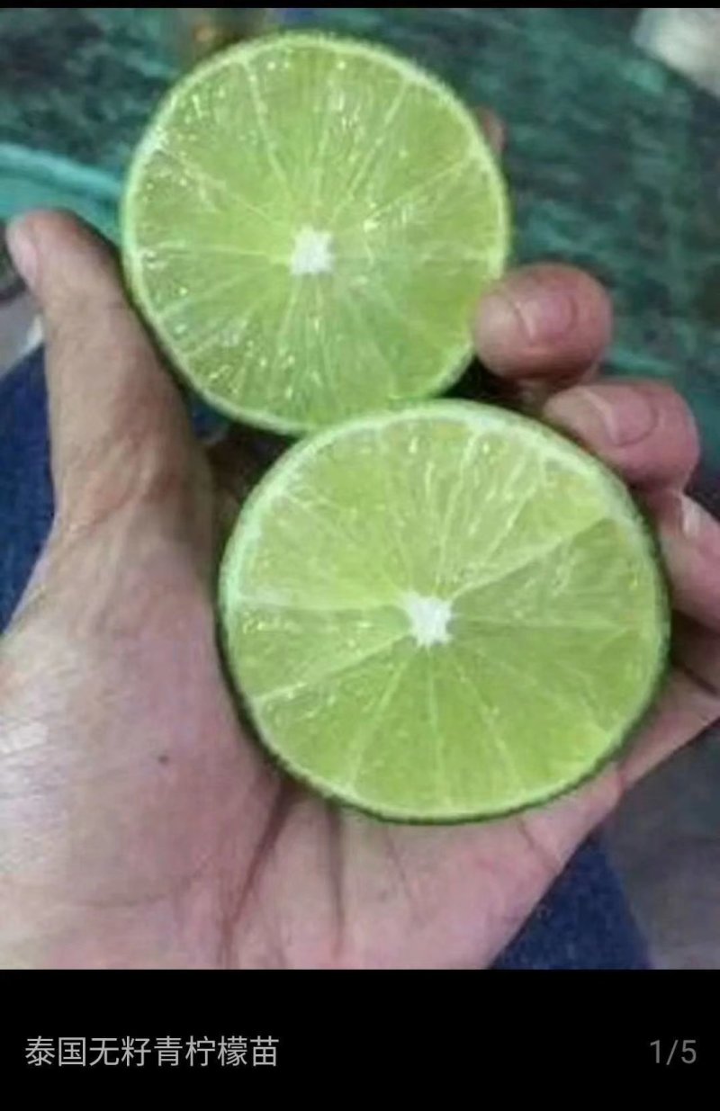 无籽青柠檬苗当年结果包邮