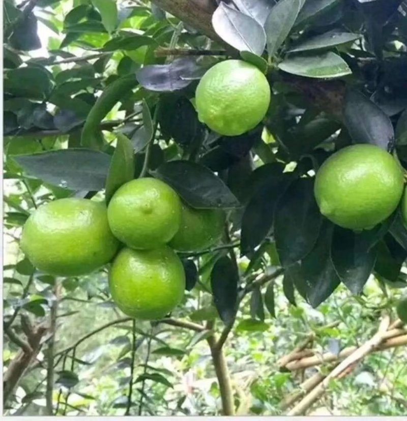 无籽青柠檬苗当年结果包邮