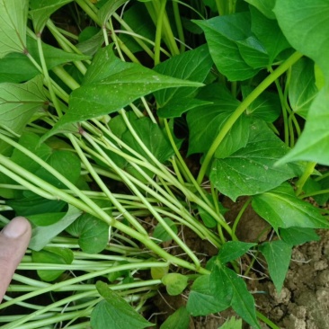 板栗薯苗板栗红薯苗板栗香红薯苗白心板栗薯苗红心板栗薯苗