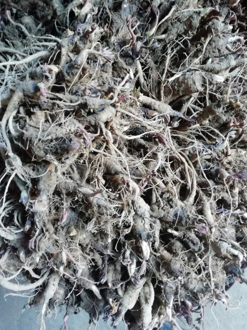 重庆城口肉独活种籽新货供应品种纯正发芽率高，