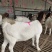 波尔山羊一般多少钱纯种波尔山羊羊苗价格签订回收合同