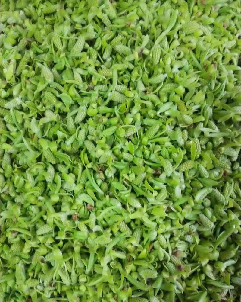初春野生鲜嫩柳芽，免费包邮，大量上市，从优量大