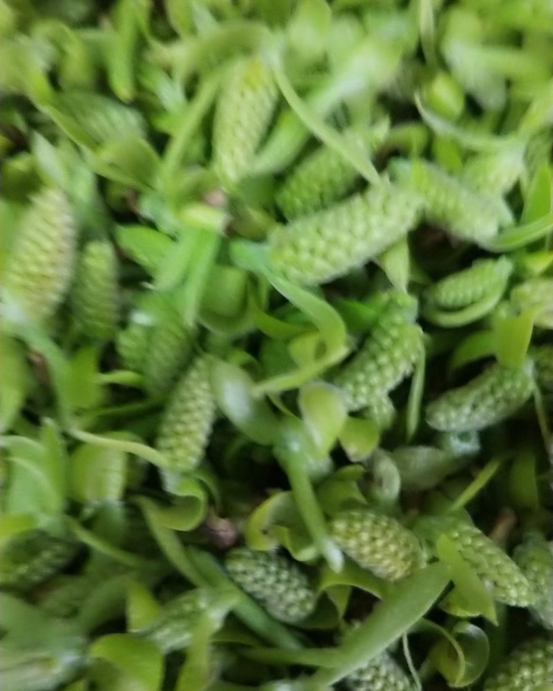 初春野生鲜嫩柳芽，免费包邮，大量上市，从优量大