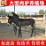肉驴肉驴苗价格免费送货到付款保证质量好养驴利润